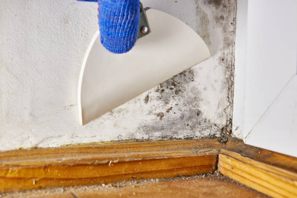 Mold Removal for HVAC Installations in Philmont, NY