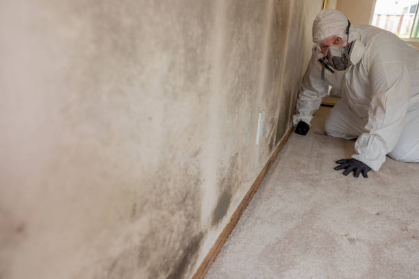 Mold Remediation for Vacation Homes in Philmont, NY